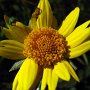 Giant Gold Fields (Lasthenia californica ssp. macrantha): Listed 1B.2 by the CNPS (rare, threatened or endangered native in California).